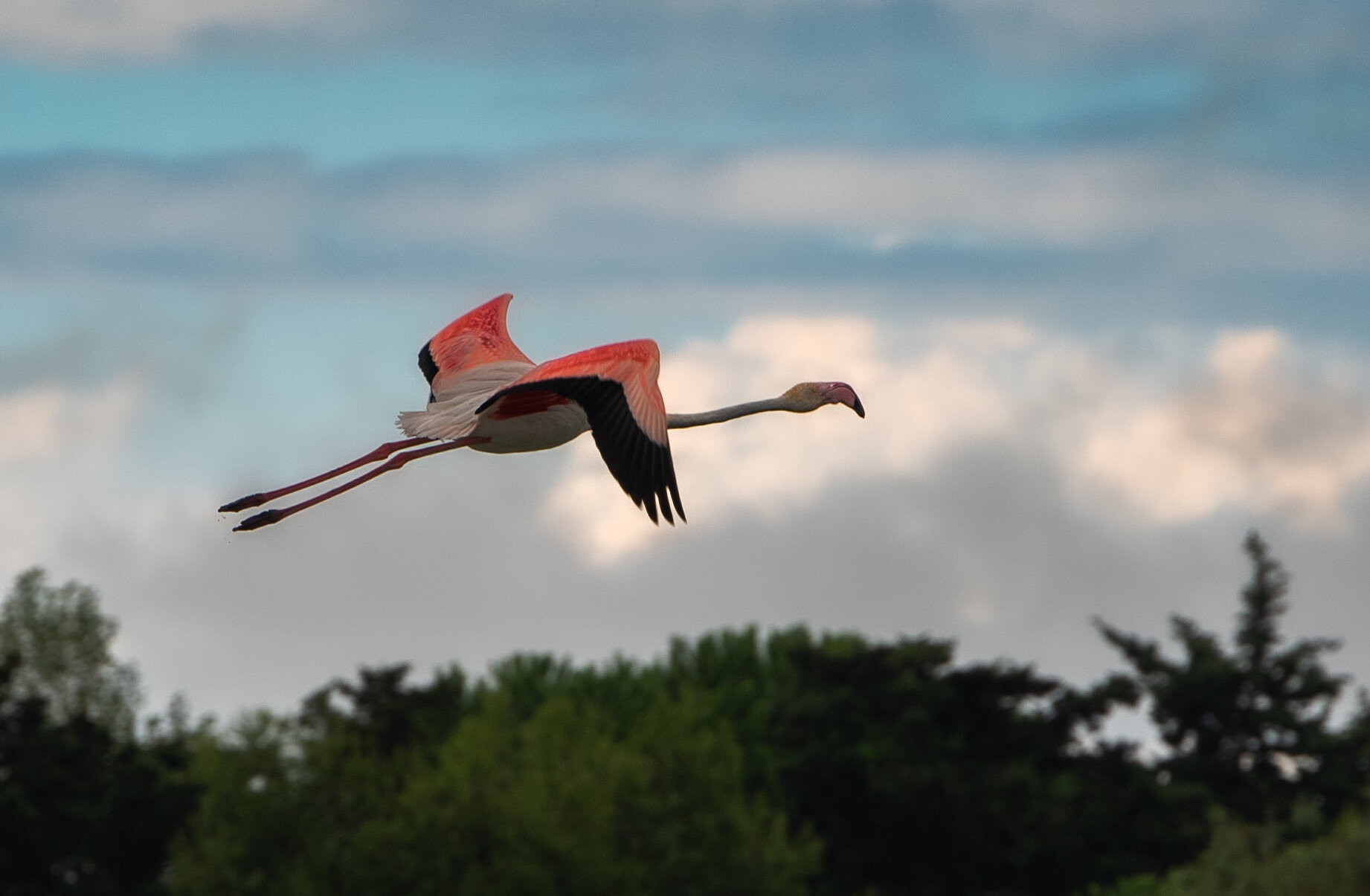 Flamingo flying above a wetland