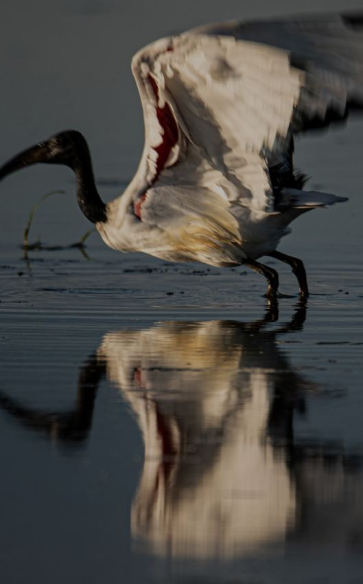 Pelican reflected in water