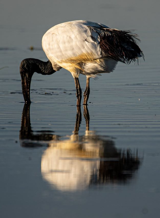 Bird reflected in shallow water
