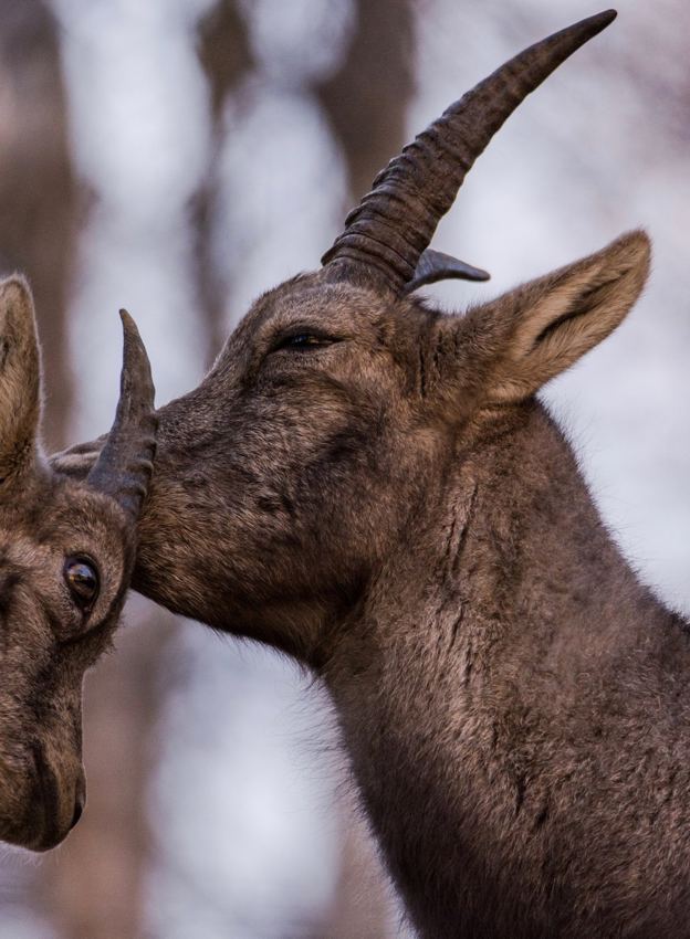 Ibex portrait