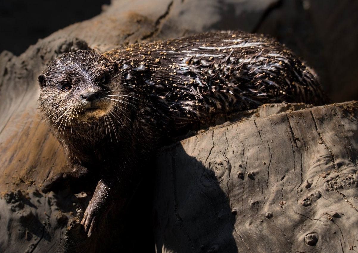 Otter portrait